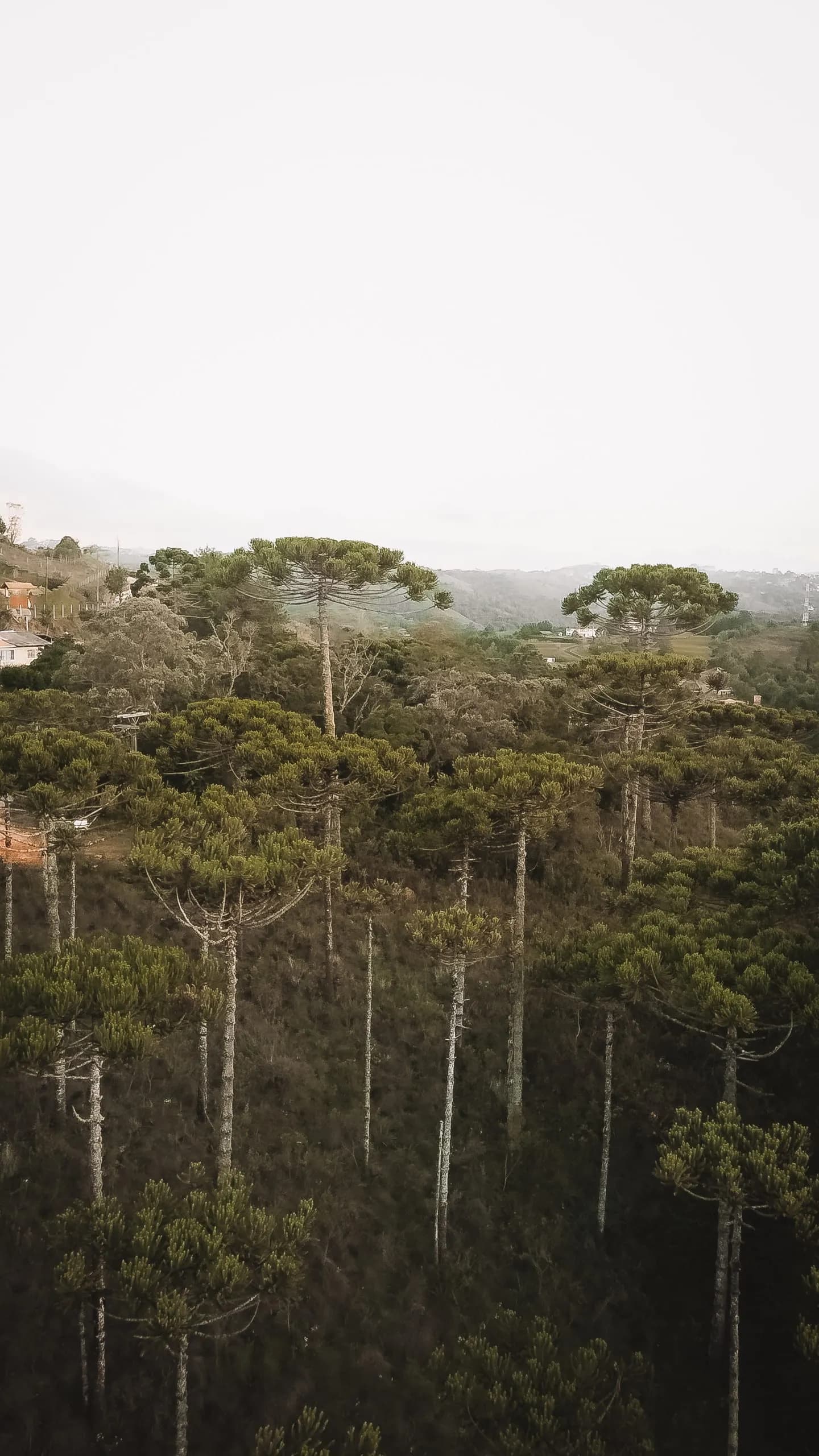 Araucárias altas contra o céu claro da serra
