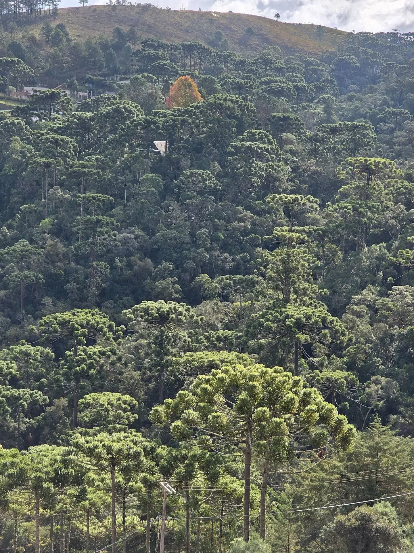 Encosta coberta de araucárias, vista da propriedade